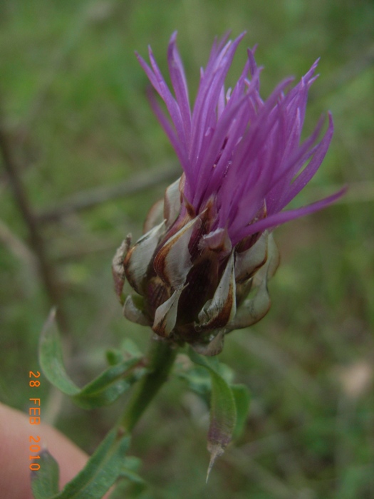 Centaurea deusta  (Asteraceae)